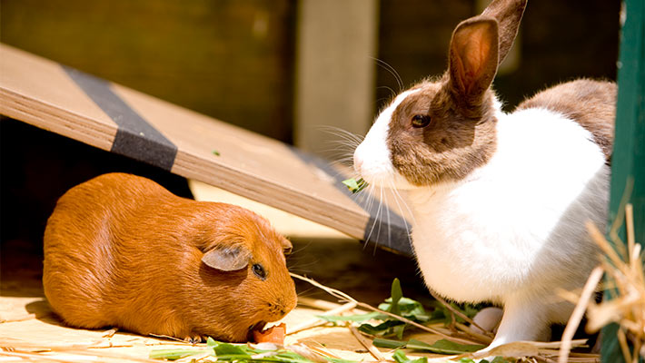 Guinea Pig and Rabbit