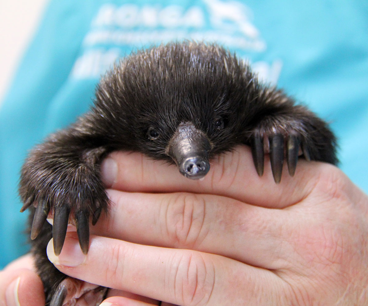 Echidna