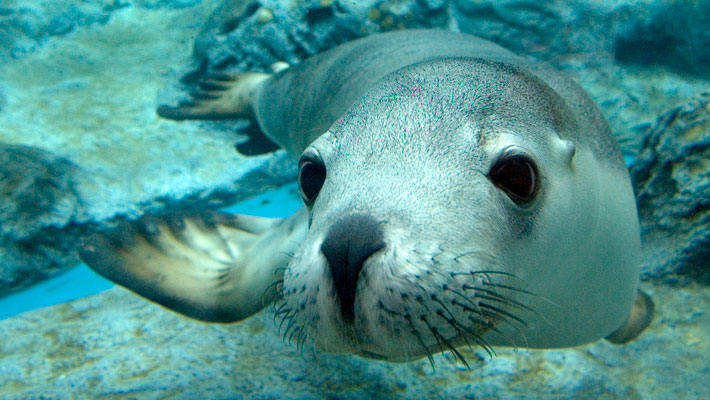 Australian Sea-lion at Taronga Zoo Sydney. Photo: Lorinda Taylor