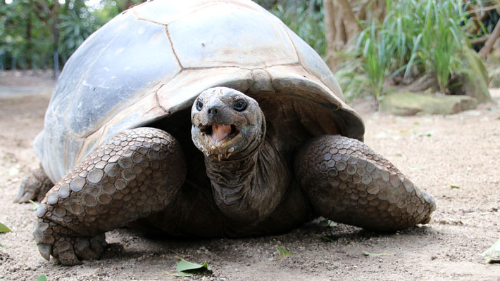 Giant Aldabra Tortoise.
