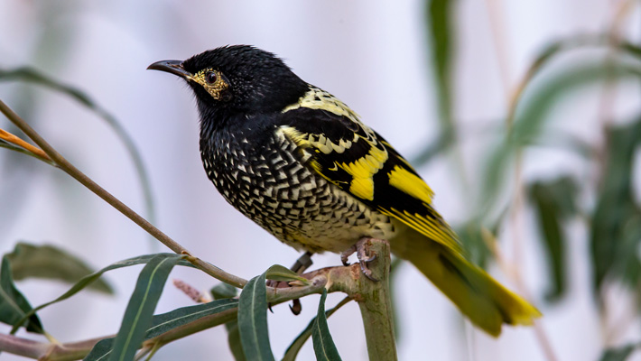 Regent Honeyeater. Photo: Rick Stevens