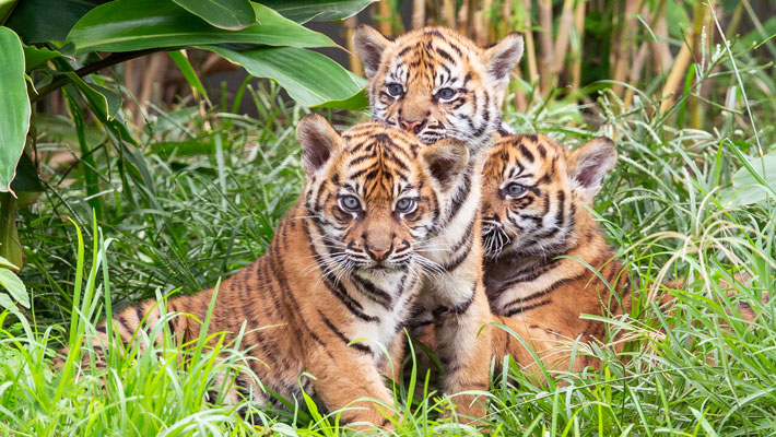 Sumatran Tiger cubs. Photo: Rick Stevens