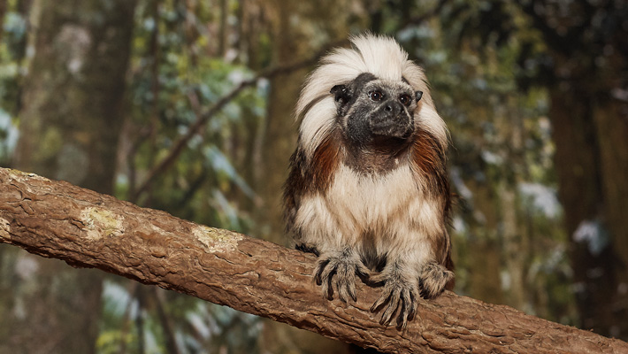 Cotton-top Tamarin in the Rainforest immersive Habitat Classroom within the Taronga Institute of Science & Learning.