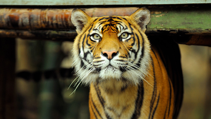 Sumatran Tiger at Taronga Zoo Sydney.