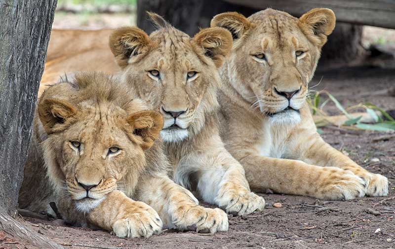 African Lions