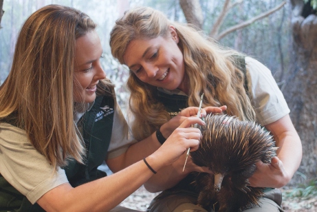 An Echidna being cared for at Taronga.