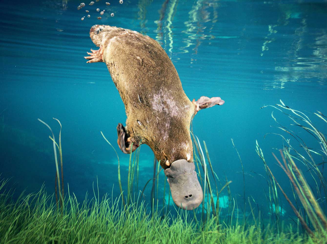 cute platypuses