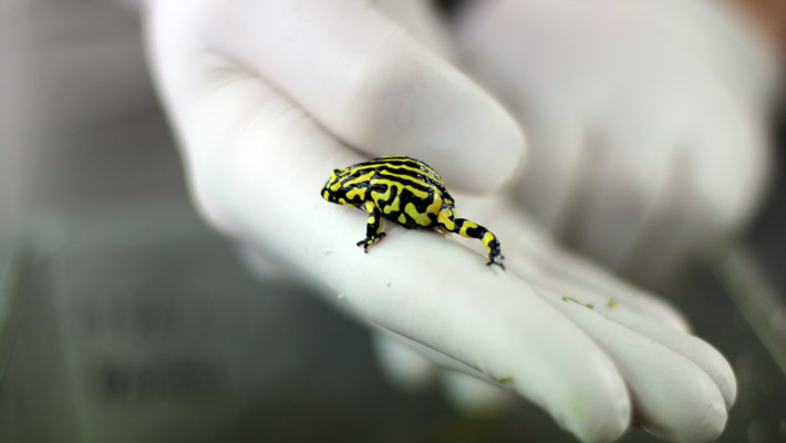 Southern Corroboree Frog
