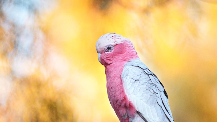 Galah.