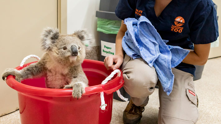 Koala being treated at Taronga Western Plains Zoo Dubbo at the Taronga Wildlife Hospital.