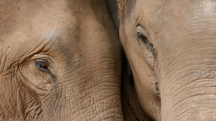 Asian Elephants at Taronga Zoo Sydney.