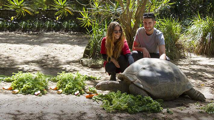 Tortoise encounter at Taronga Zoo Sydney.