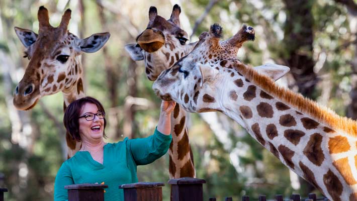 Giraffe encounter