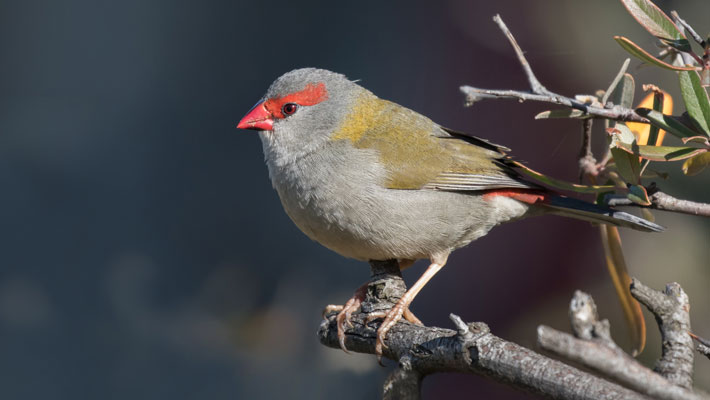 Red-browed Finch.