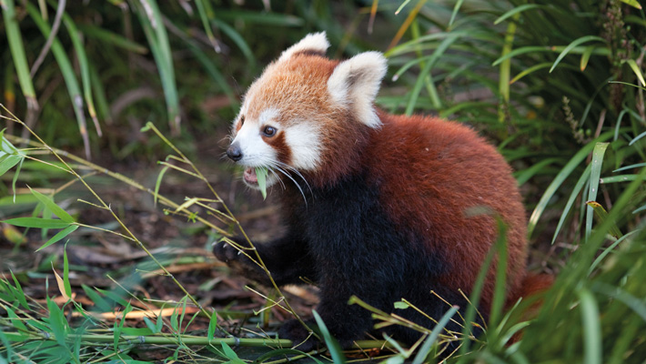 Red Panda.