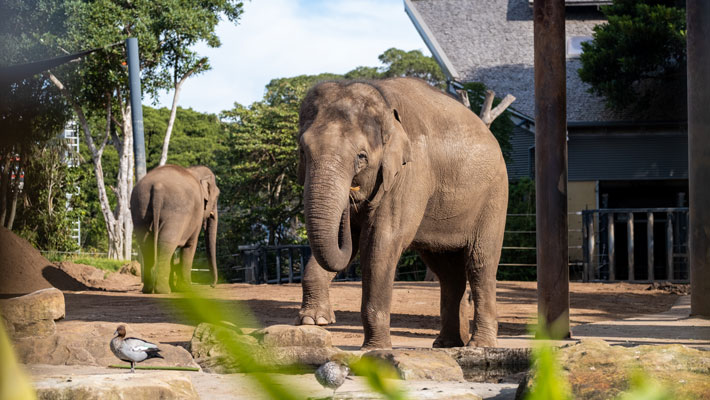 Asian Elephants at Taronga Zoo Sydney. Photo: Guy Dixon