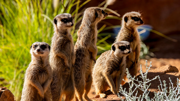 Meerkats at the African Savannah at Taronga Zoo Sydney. Photo: Rick Stevens