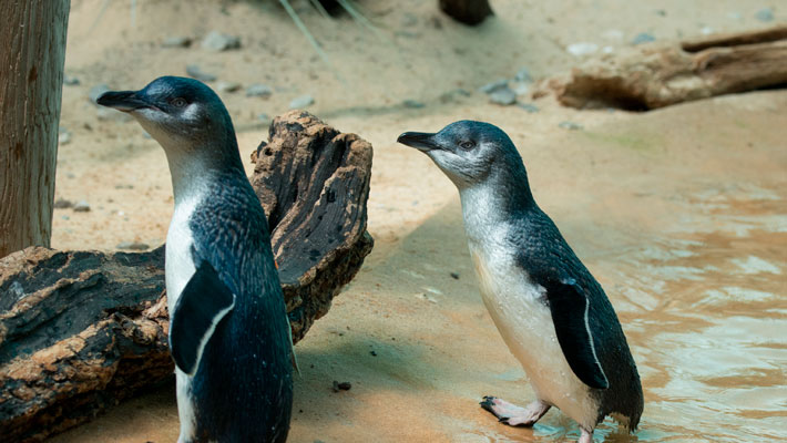 Little Penguins. Photo: Julie Larsen Maher