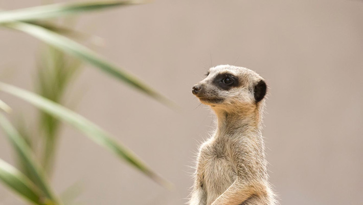 Meerkat.