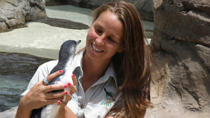 Australian Little Penguin with a researcher. Photo: Lorinda Taylor