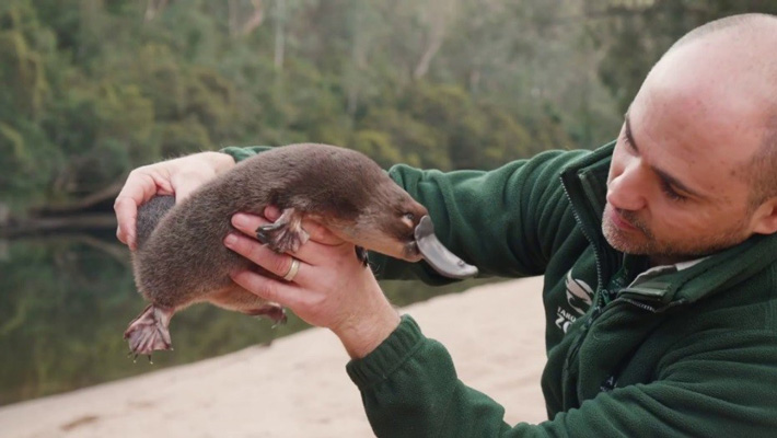 Keeper Nick De Vos releasing a Platypus treated at Taronga into the wild.