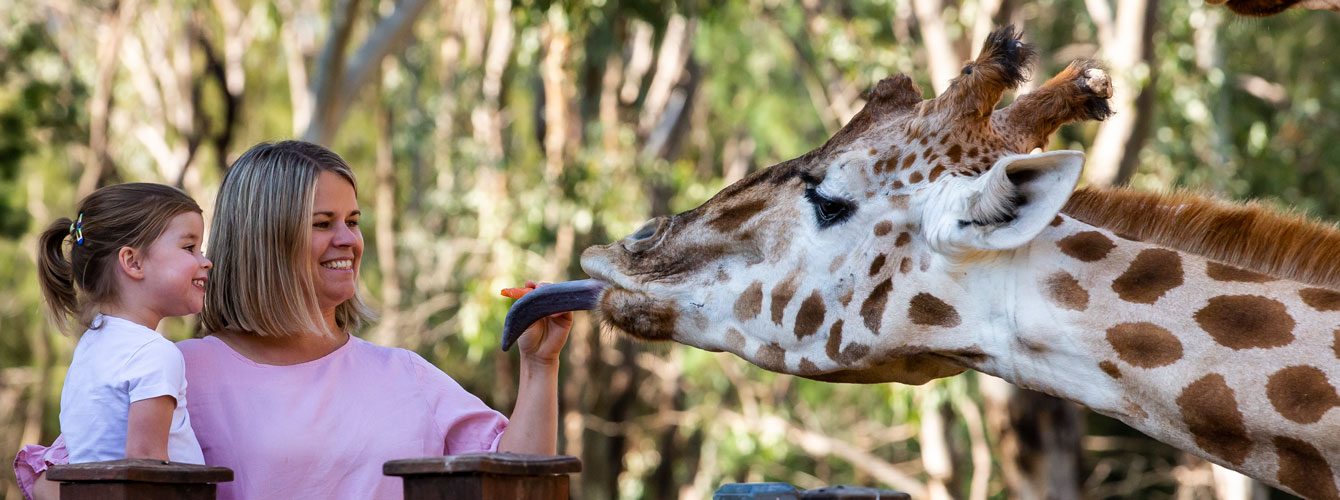Giraffe feed at Taronga Western Plains Zoo Dubbo.