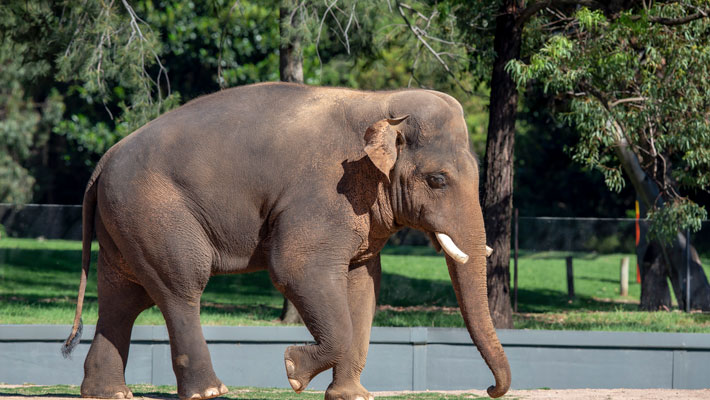 Asian Elephant at Taronga Western Plains Zoo Dubbo.