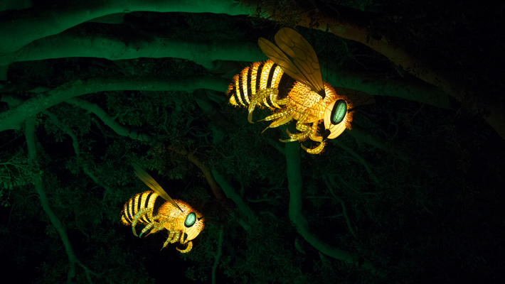 Bee lanterns at Vivid Sydney, Taronga Zoo Sydney.