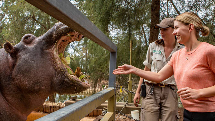 Hippo Encounter