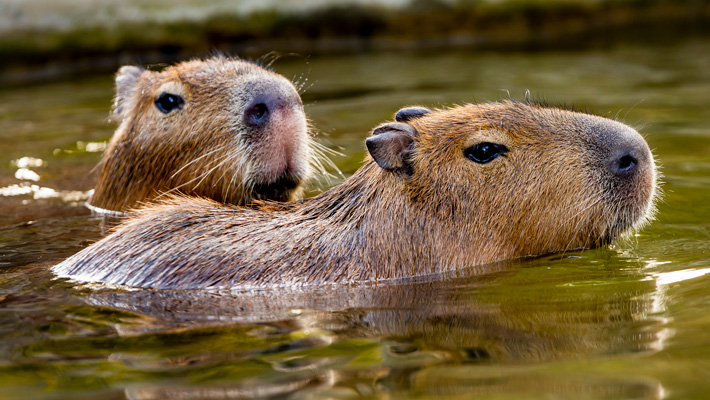 Capybara encounter