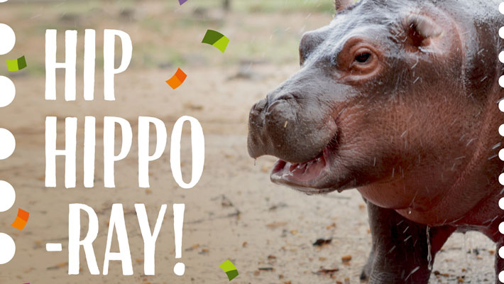 Dollar on your birthday - Hippo