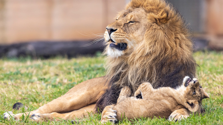 Father and cub playing. Photo: Rick Stevens