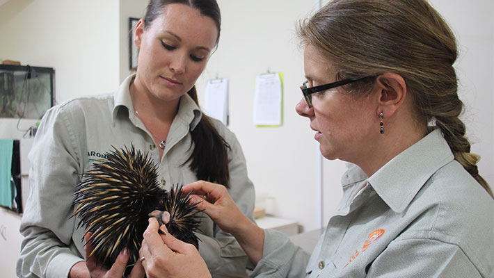 Echidna at Dubbo Wildlife Hospital