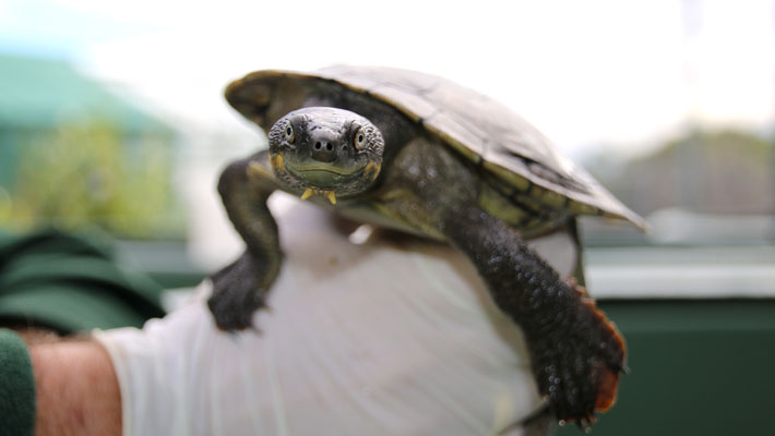 Belling River Turtle