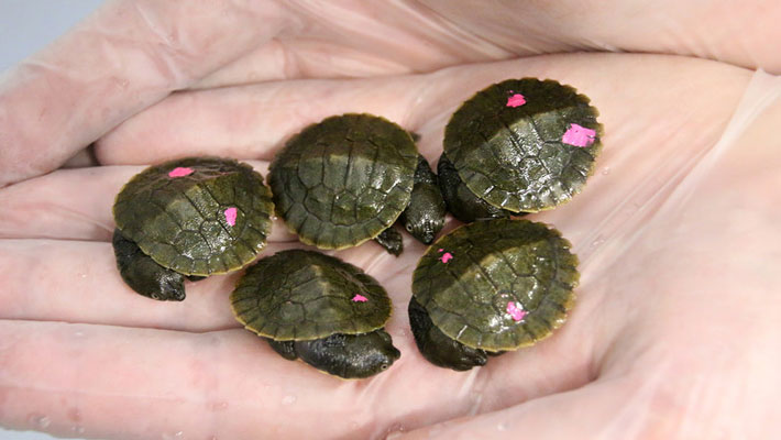 Bellinger River Turtle Hatchlings. Photo: Paul Fahy
