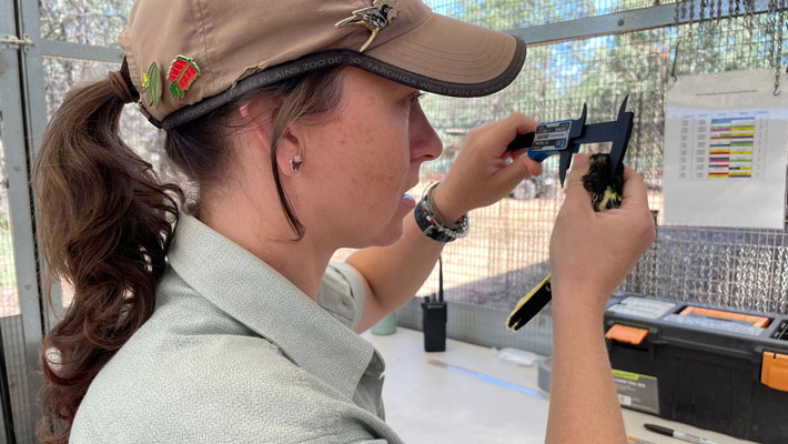 Keeper measures Regent Honeyeater Chick