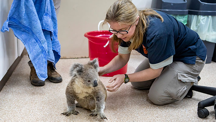 Koala at Dubbo Wildlife Hospital