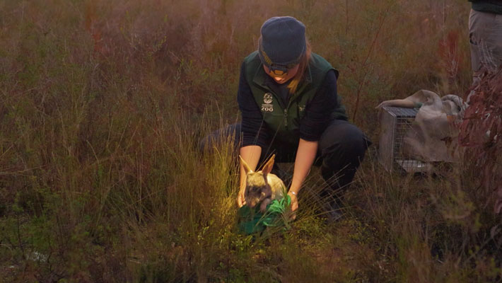 Bilby Release in Dubbo Sanctuary