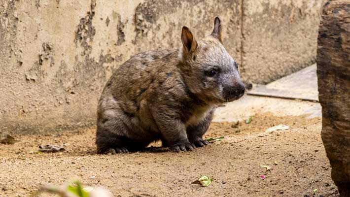 Wombat Joey at Taronga Zoo