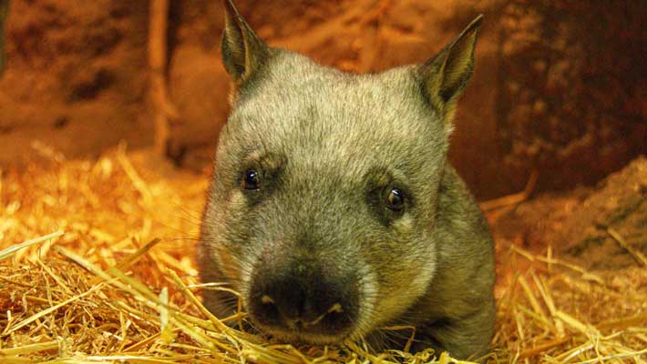 Wombat Joey at Taronga Zoo