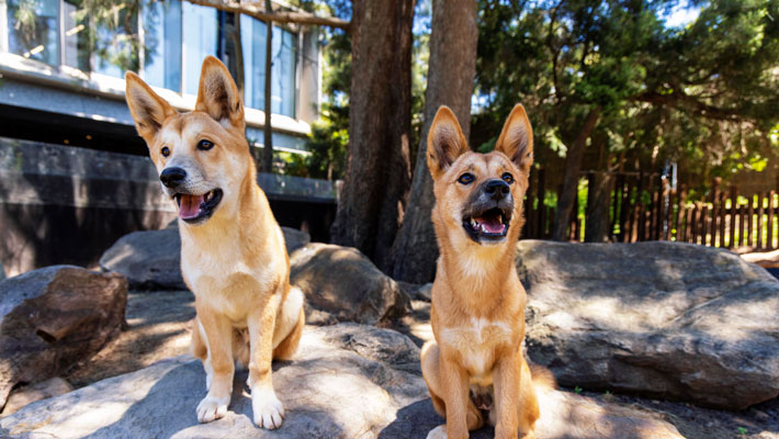 Dingo Pups at Taronga Zoo Sydney
