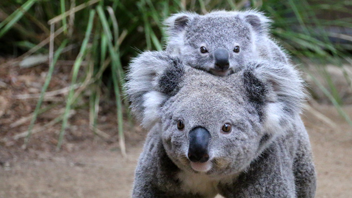 Koala mum and Joey