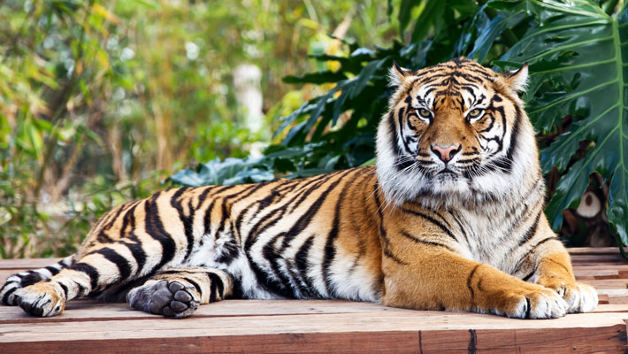 Tiger at Taronga Zoo 