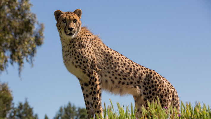 Cheetah. Photo: Rick Stevens