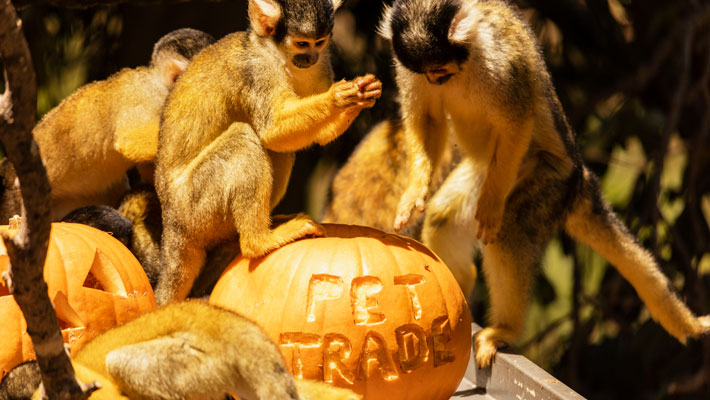 Squirrel monkeys enjoying pumpkin enrichment