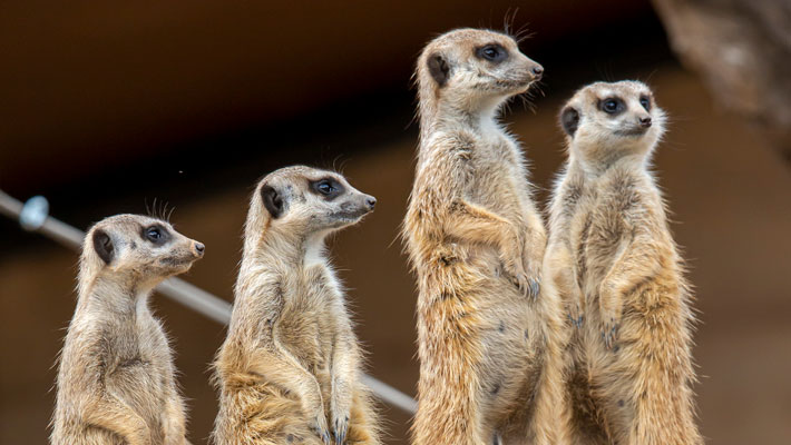 Meerkat Mob at the African Savannah at Taronga Zoo Sydney.