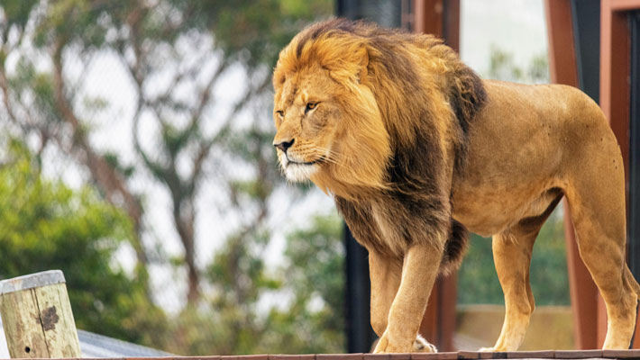 African Lion at Taronga Zoo Sydney