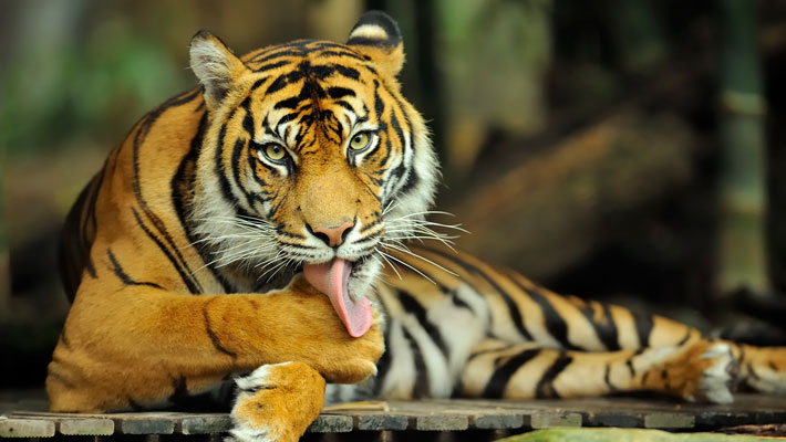 Sumatran Tiger. Photo: Chris Kara