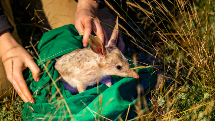 Bilby in the Taronga Sanctuary in Dubbo. Photo: Rick Stevens