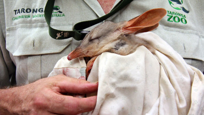 Greater Bilby Joey